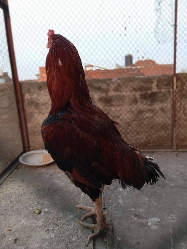 aseel for sale 0