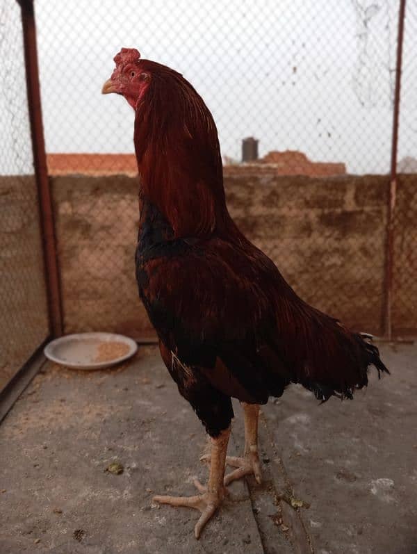 aseel for sale 1