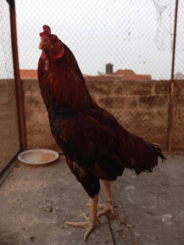 aseel for sale 2