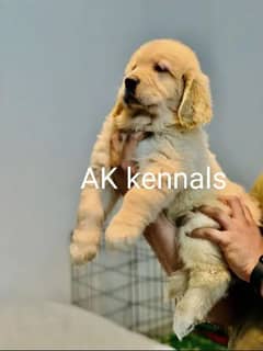 Golden