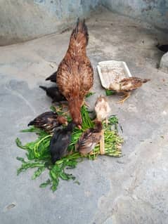 hen