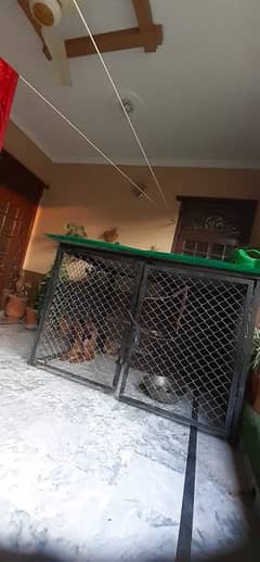 Dog