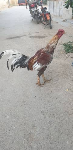Hens