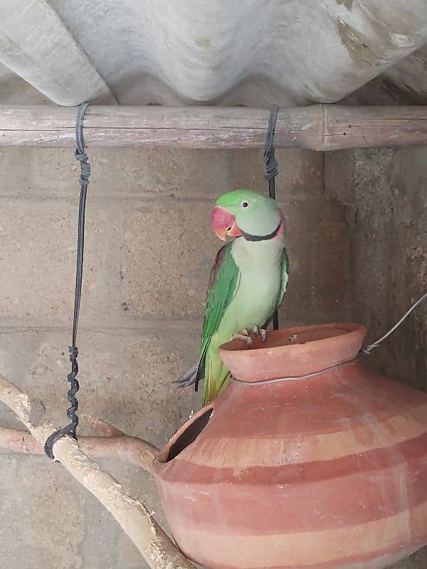 Raw Pahari jumbo size & ringnack chicks also available 1