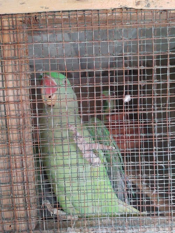Raw Pahari jumbo size & ringnack chicks also available 2