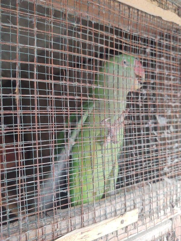 Raw Pahari jumbo size & ringnack chicks also available 3