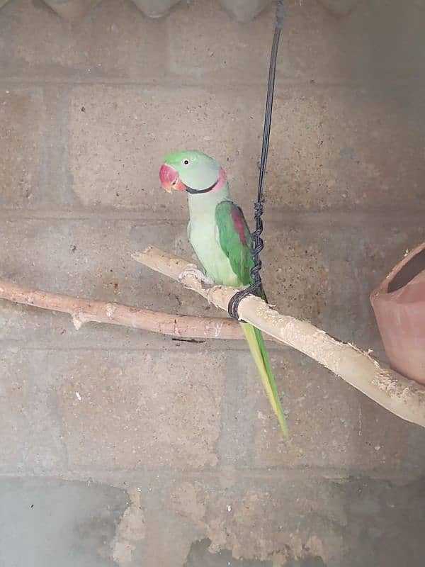Raw Pahari jumbo size & ringnack chicks also available 4
