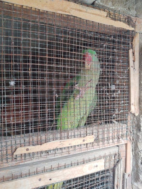 Raw Pahari jumbo size & ringnack chicks also available 5