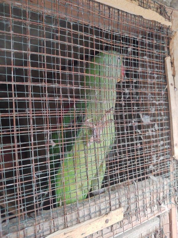 Raw Pahari jumbo size & ringnack chicks also available 6