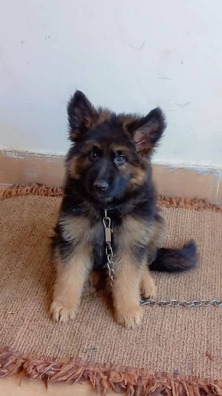 heavy bone german shepherd puppy 9