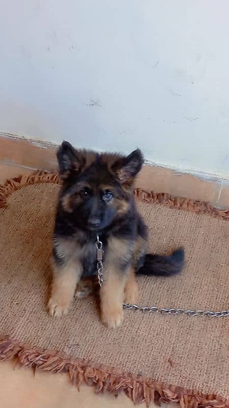 heavy bone german shepherd puppy 10