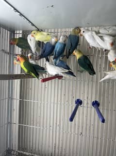 Lovebirds