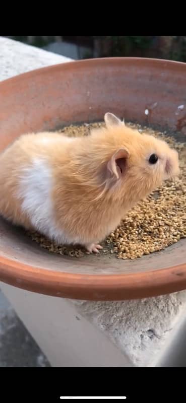 hamster 0
