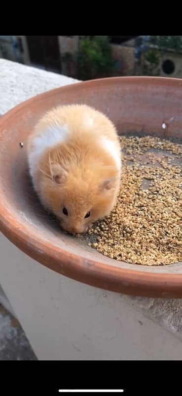 hamster 1