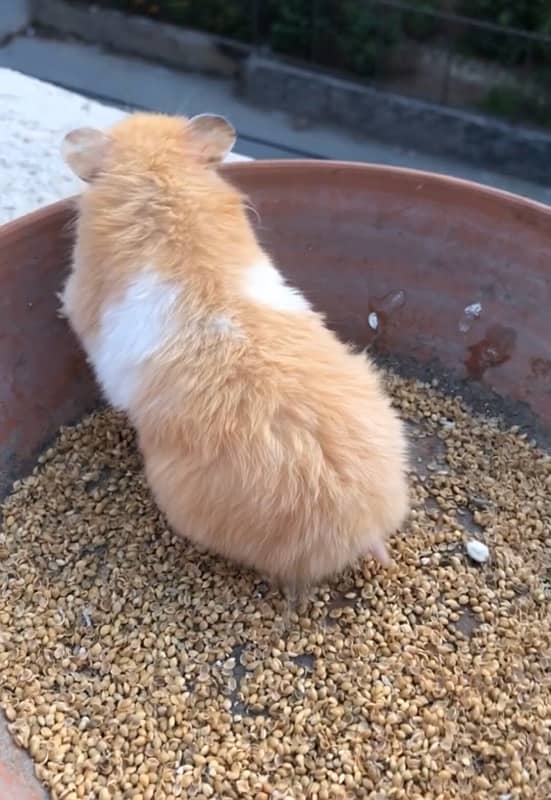 hamster 2