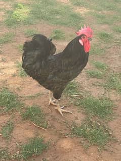 Austrolop male for sale