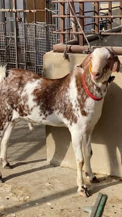 Bakra For Qurbani