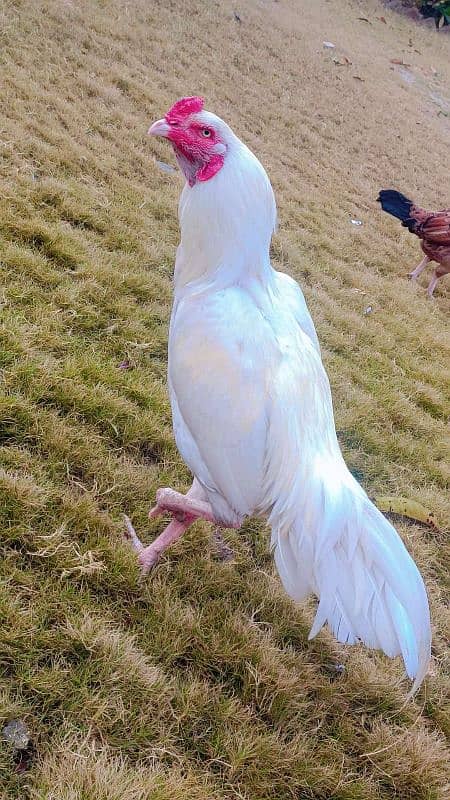 Aseel Heera fertile eggs available 0