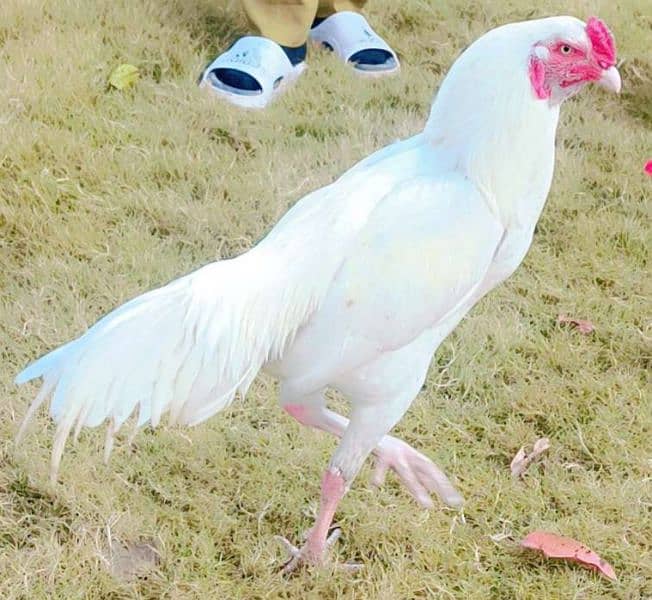 Aseel Heera fertile eggs available 1