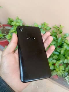 vivo