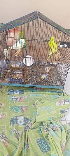 cage for parrot