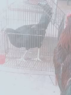 hen price 3500 male price 5000 pear price 8000