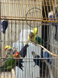 lovebirds
