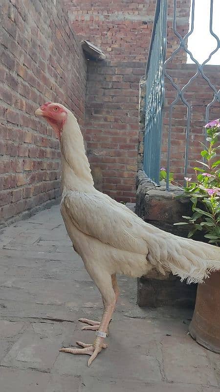 WHITE O SHAMO FEMALE AVAILABLE |EGG LAYING| 0