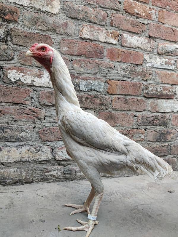 WHITE O SHAMO FEMALE AVAILABLE |EGG LAYING| 2