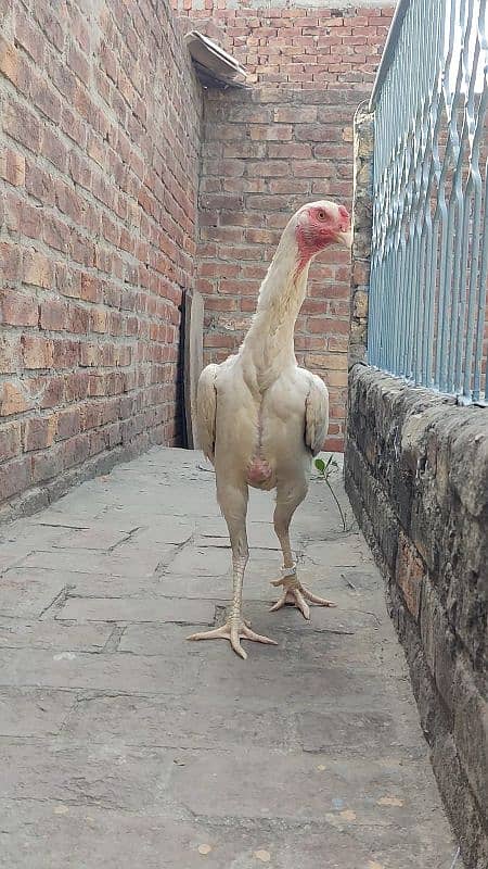 WHITE O SHAMO FEMALE AVAILABLE |EGG LAYING| 3