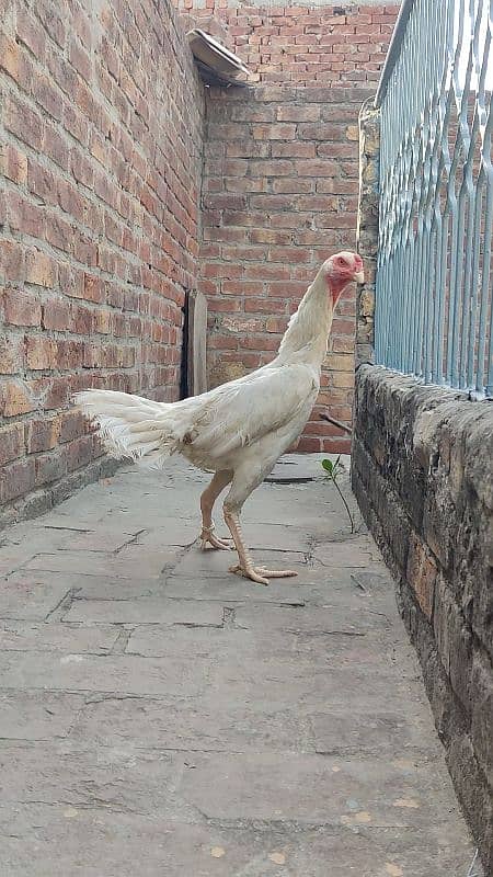 WHITE O SHAMO FEMALE AVAILABLE |EGG LAYING| 4