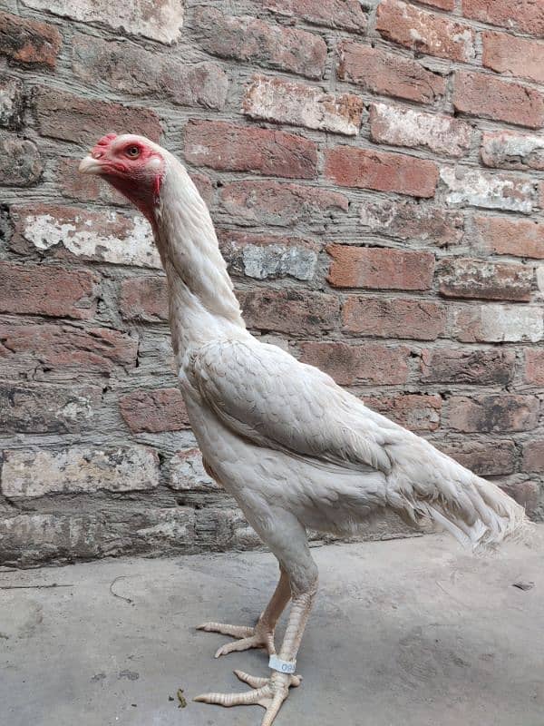 WHITE O SHAMO FEMALE AVAILABLE |EGG LAYING| 6