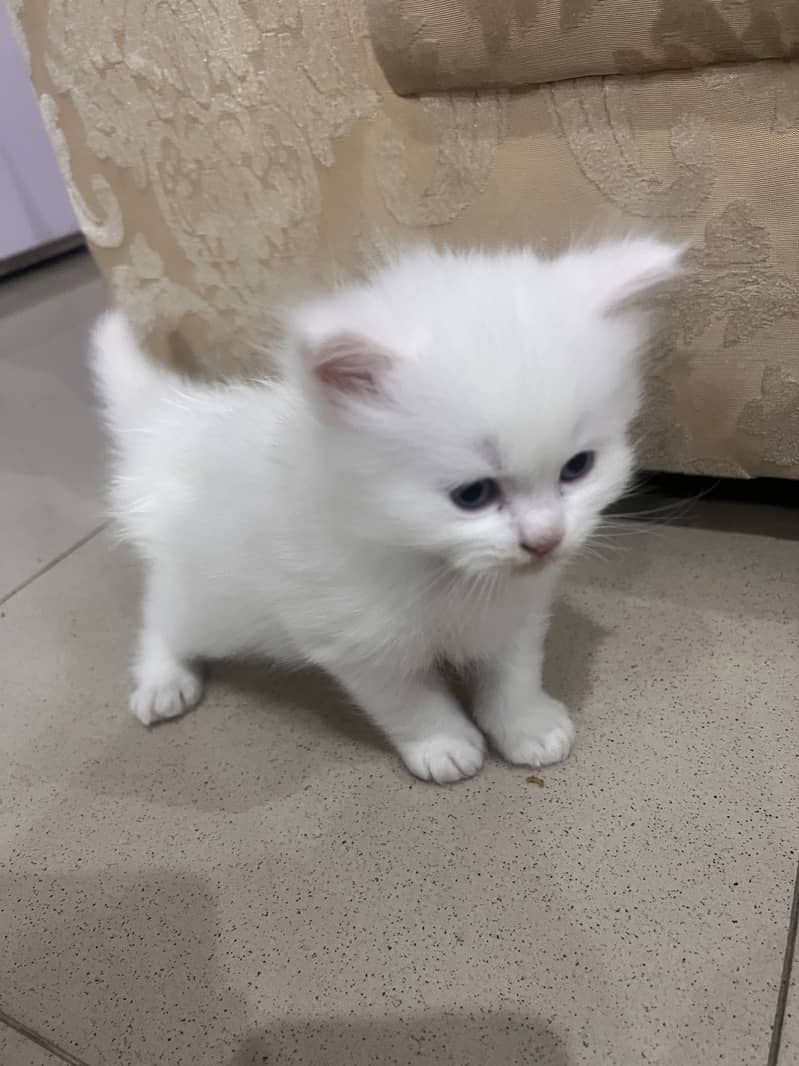 Triple coat Persian cat 0