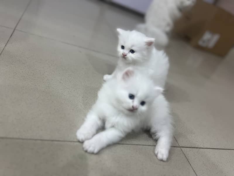 Triple coat Persian cat 1