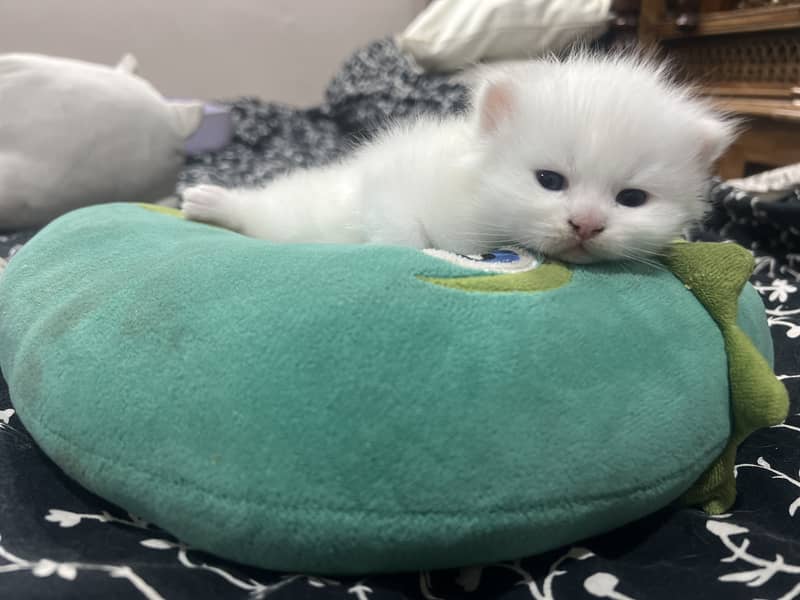 Triple coat Persian cat 3