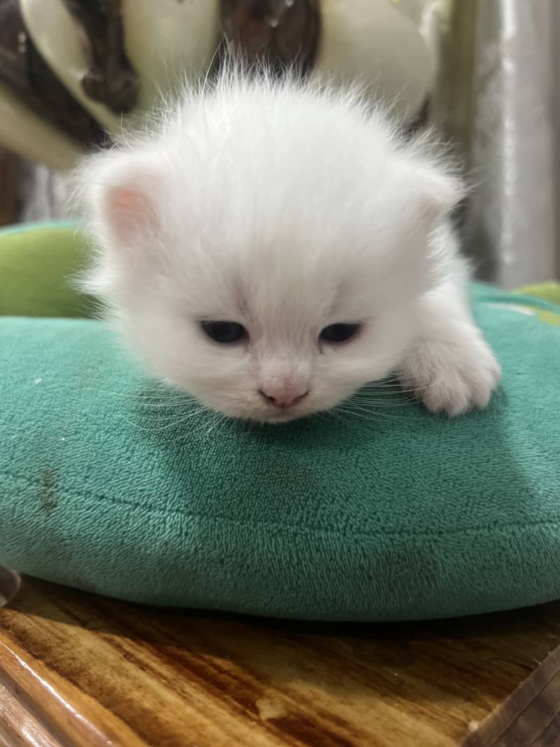 Triple coat Persian cat 4
