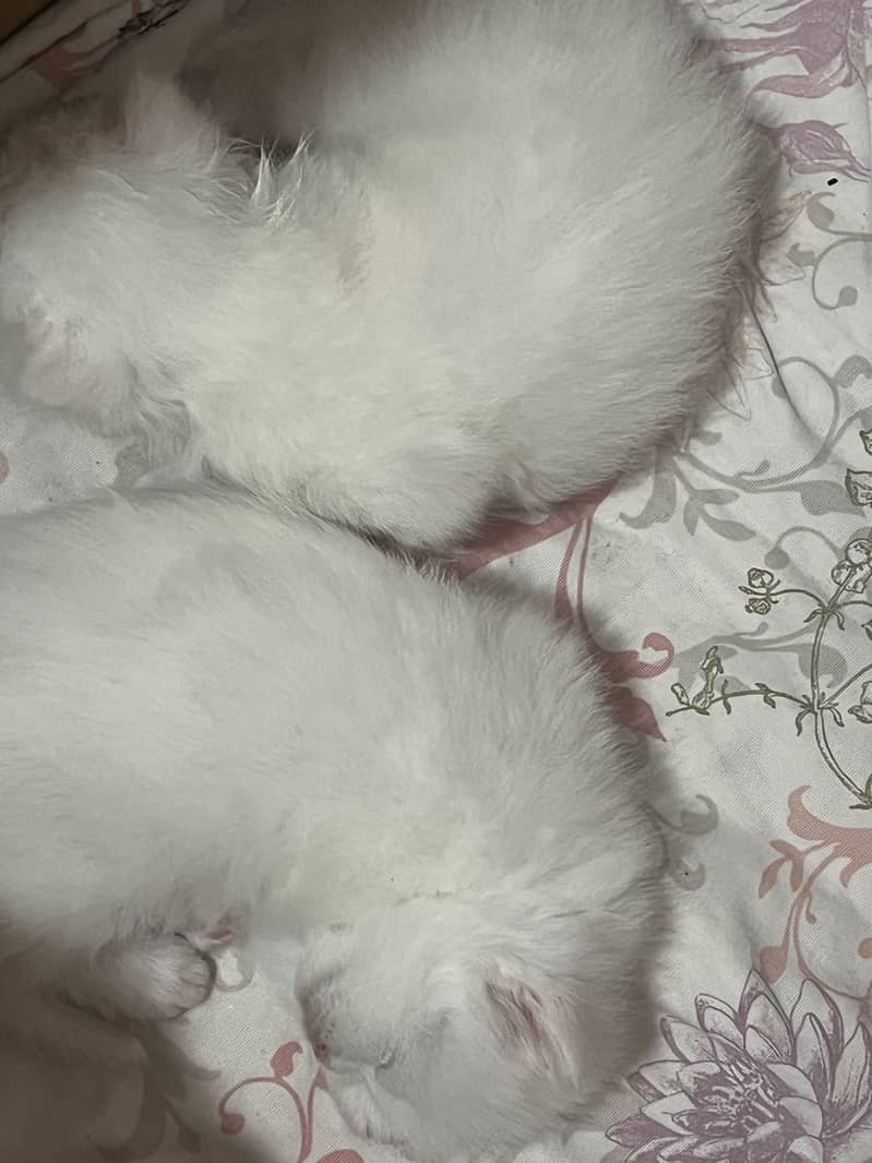 Triple coat Persian cat 5