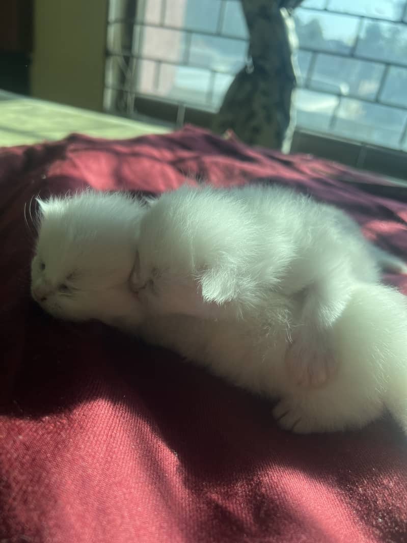 Triple coat Persian cat 6