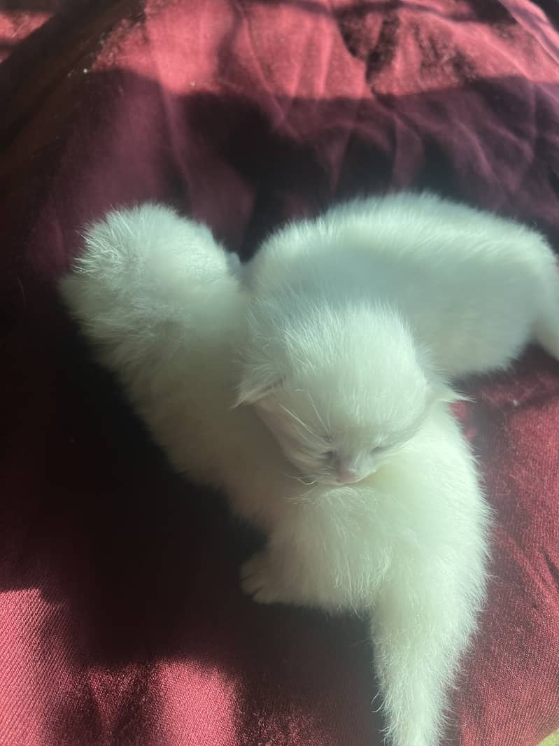 Triple coat Persian cat 7