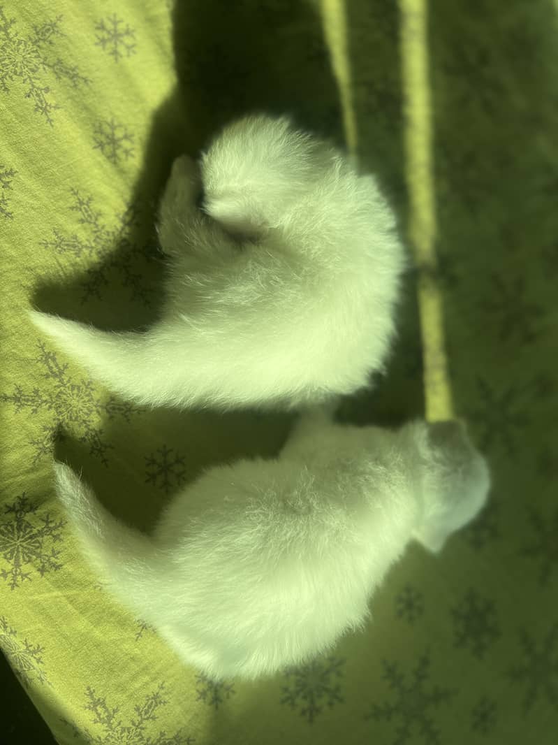 Triple coat Persian cat 8