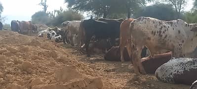 Qurbani