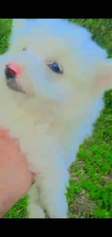 I want to sale my dog 1