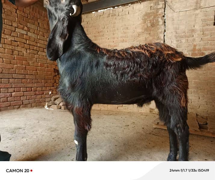 best goats for bakra eid 1
