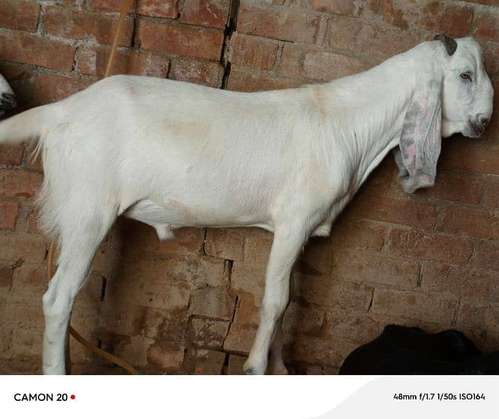 best goats for bakra eid 2