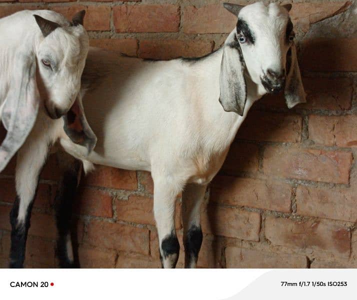 best goats for bakra eid 3