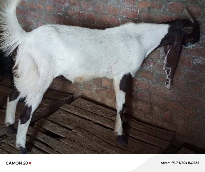 best goats for bakra eid 4