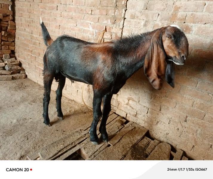 best goats for bakra eid 5