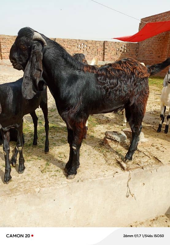 best goats for bakra eid 6