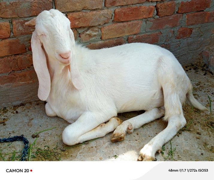 best goats for bakra eid 7
