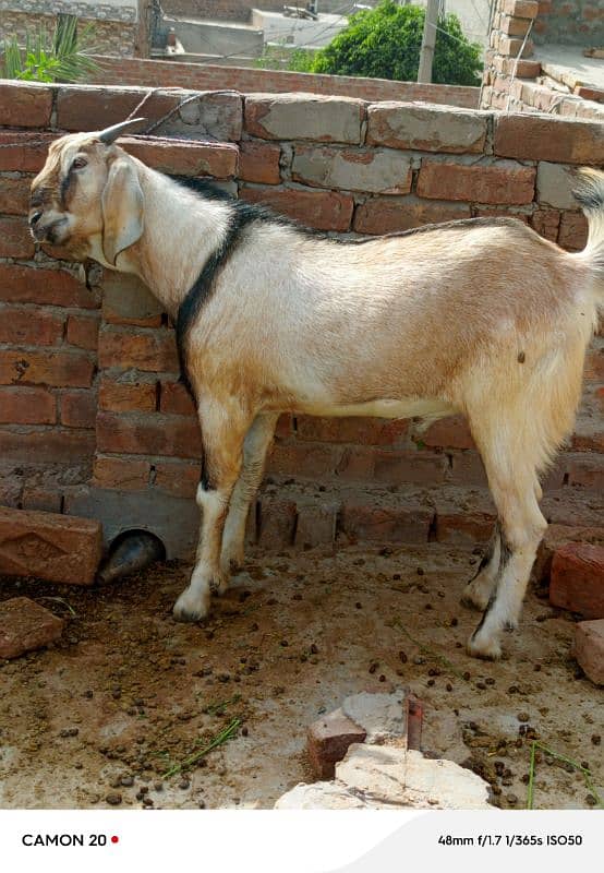 best goats for bakra eid 8